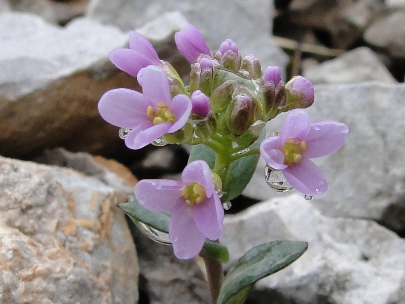 Noccaea rotundifolia (=Thlaspi rotundifolium) / Tlaspi a foglie rotonde